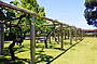 Vineyard plantings
