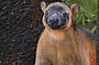 Tree Kangaroo at Wildlife Habitat